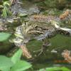 RANA VERDE (Pelophylax sp.).